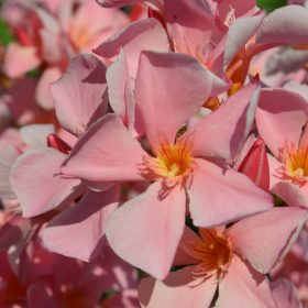 006 SALMONE SEMPLICE (LAZAC)