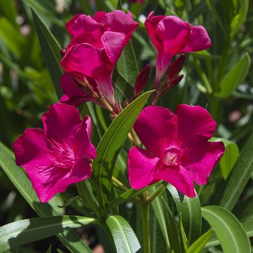 011 CALYPSO (SÖTÉT CIKLÁMEN NAGYVIRÁGÚ)