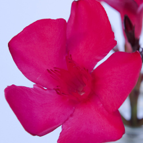 011 CALYPSO (SÖTÉT CIKLÁMEN NAGYVIRÁGÚ)