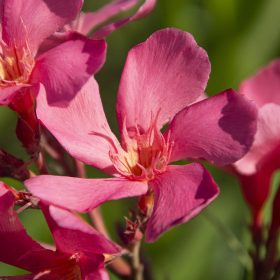 012 LAZAC NAGYVIRÁGÚ