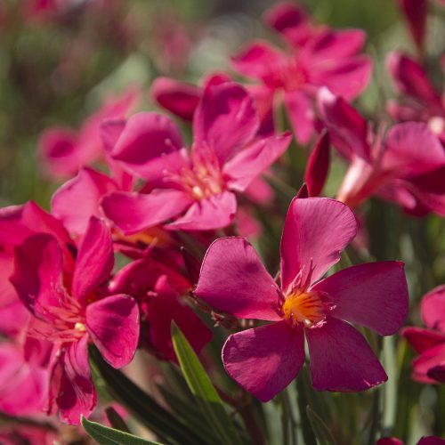 017 PAPA GAMBETTA (SÖTÉT LAZAC)