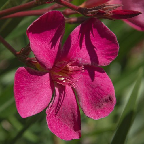 017 PAPA GAMBETTA (SÖTÉT LAZAC)