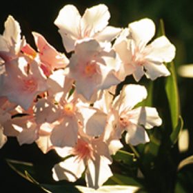 019 ALSACE (MANDULA)