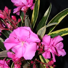 024 VARIEGATA (TARKA LEVELŰ RÓZSASZÍN)