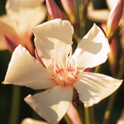 028 ANGIOLO PUCCI (BARACK)