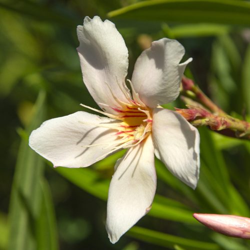 028 ANGIOLO PUCCI (BARACK)