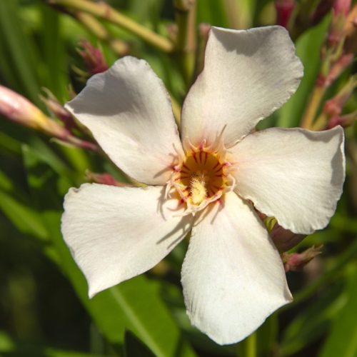 028 ANGIOLO PUCCI (BARACK)