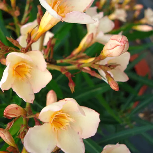 031 KECELI BARACK (MINI BARACK)