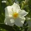 038 OASIS (DUPLASZIRMÚ SÁRGA)