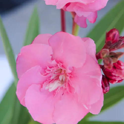 041 SPLENDENS GIGANTEUM (ÓRIÁS RÓZSASZÍN TELTVIRÁGÚ)