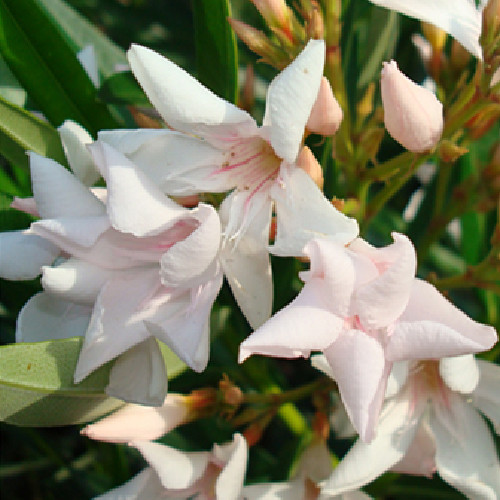 044 CSILLAG MINI MANDULA