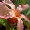 066 HAWAII