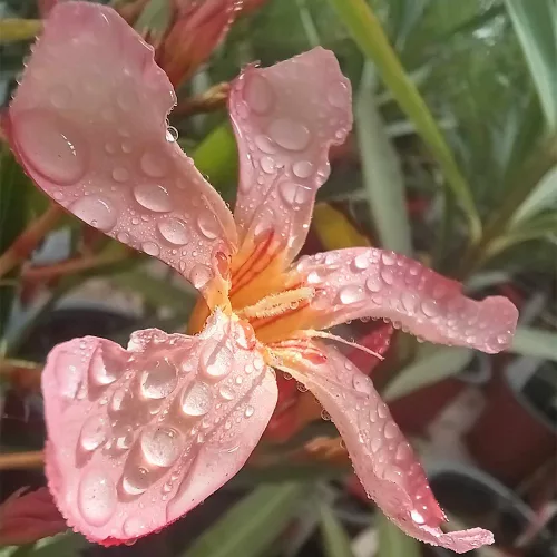 066 HAWAII