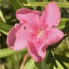 083 GOTSIS CERBEROSE