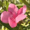 083 GOTSIS CERBEROSE