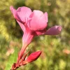 083 GOTSIS CERBEROSE