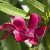 084 GOTSIS APHRODITE