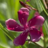 084 GOTSIS APHRODITE