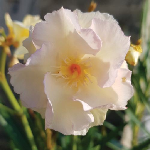 095 LUTEUM PLENUM RÓZSÁS