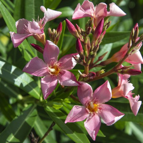 109 TURNER'S TICKLED PINK