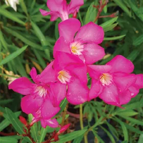 129 MAGENTA