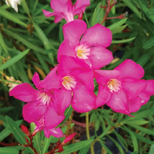129 MAGENTA
