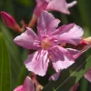 131 MARTHA HANNA HENSLEY
