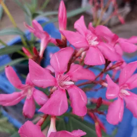 144 DESZKI PINK