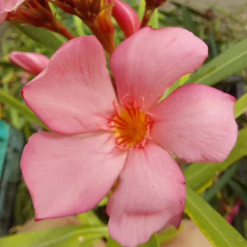 149 LILI