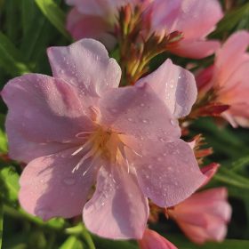 170 KÁTAI NARANCSOS