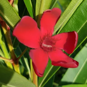 185 G. TYCHI