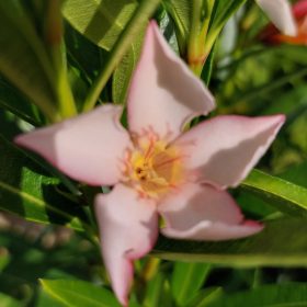 202 KÁTAI KÁPRÁZATOS