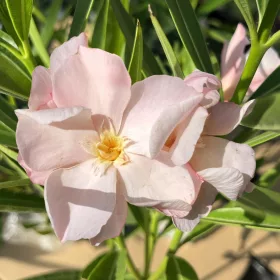204 MARBELLA