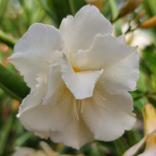 209 FL LUTEA PLENA