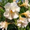 209 FL LUTEA PLENA