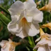 209 FL LUTEA PLENA