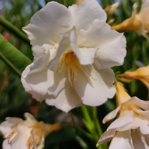 209 FL LUTEA PLENA