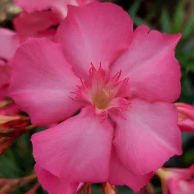 219 DUPLA MAGENTA