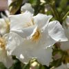 225 ROSETTE WHITE